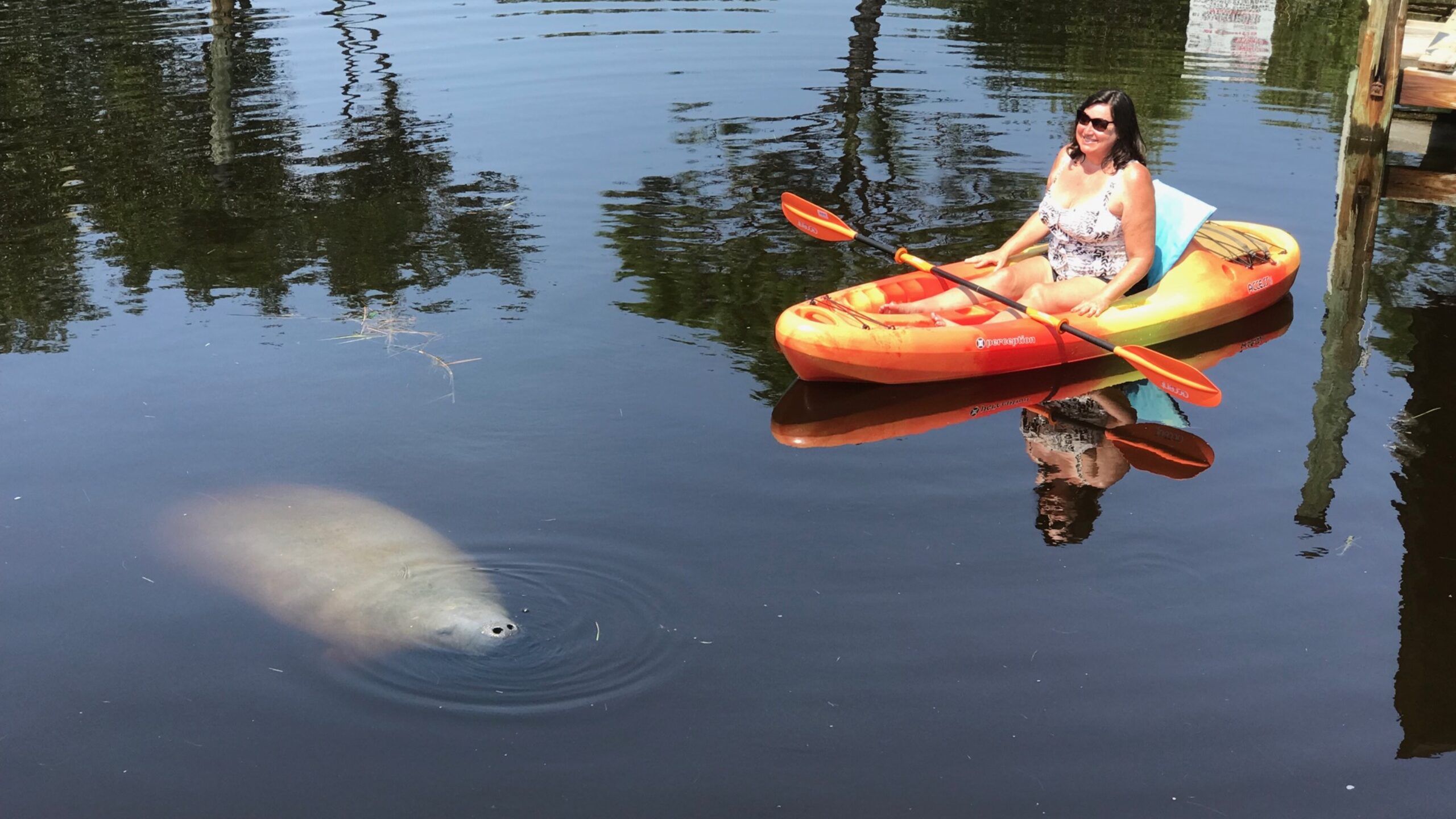 Photo of a person kayaking near a manatee