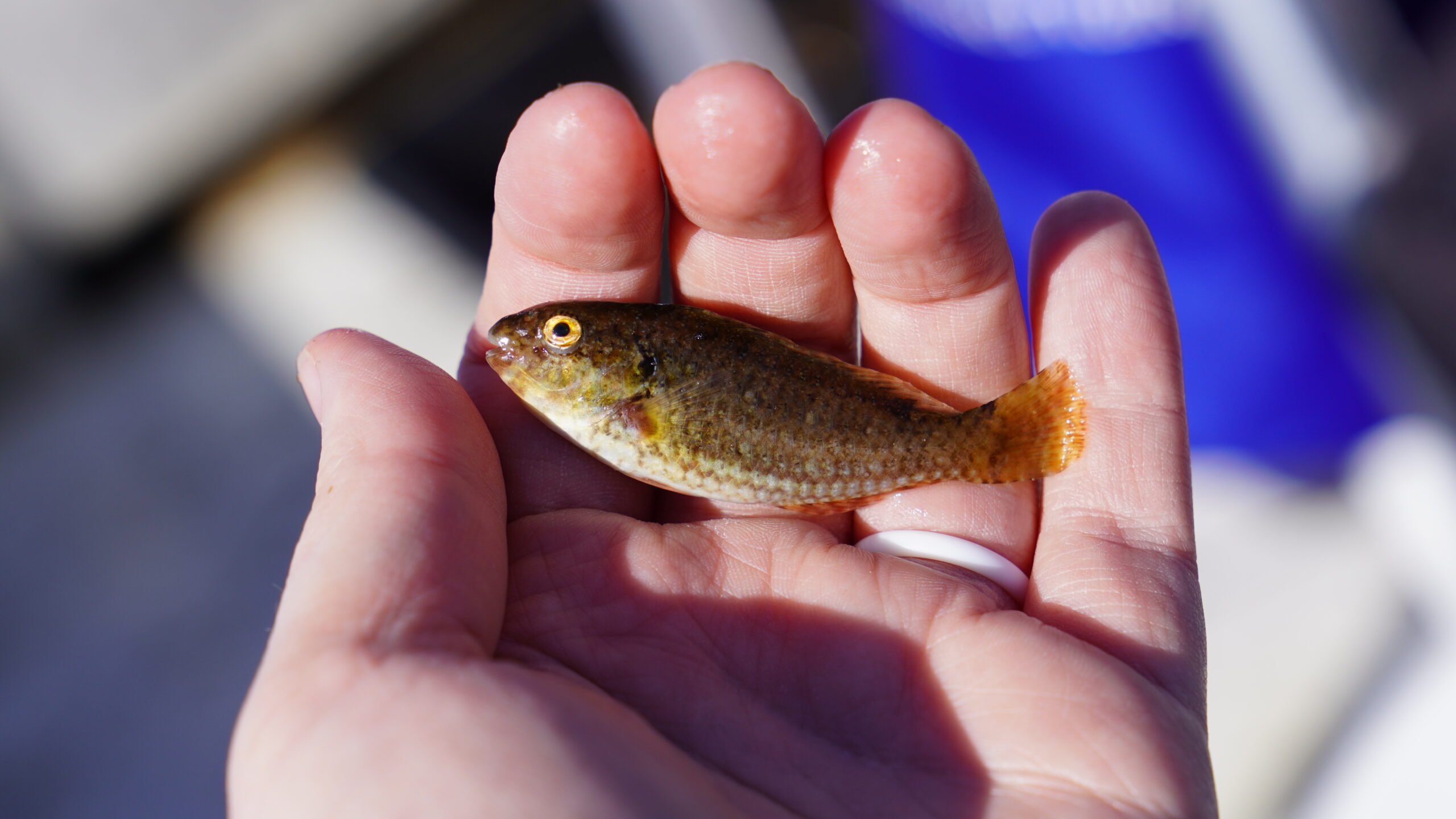 Photo of an emerald parrotfish being held in a hand