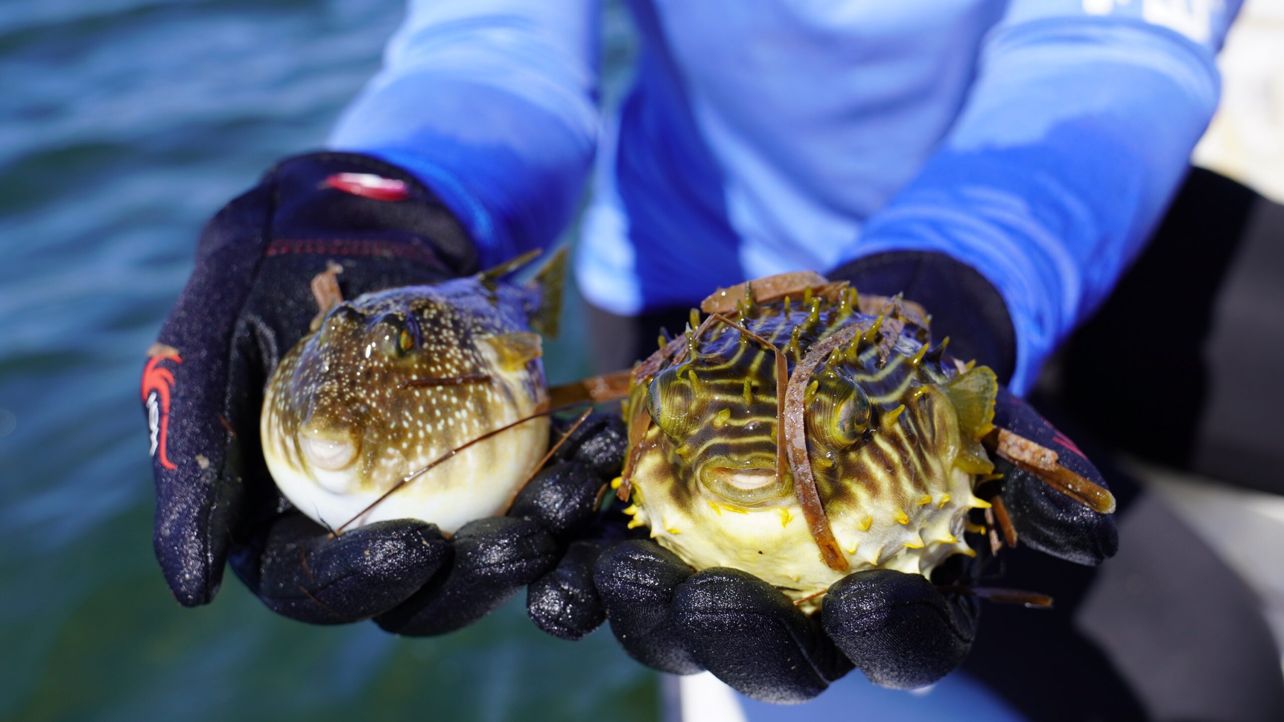 Southern pufferfish (left) and Striped Burrfish (right) being held next to each other
