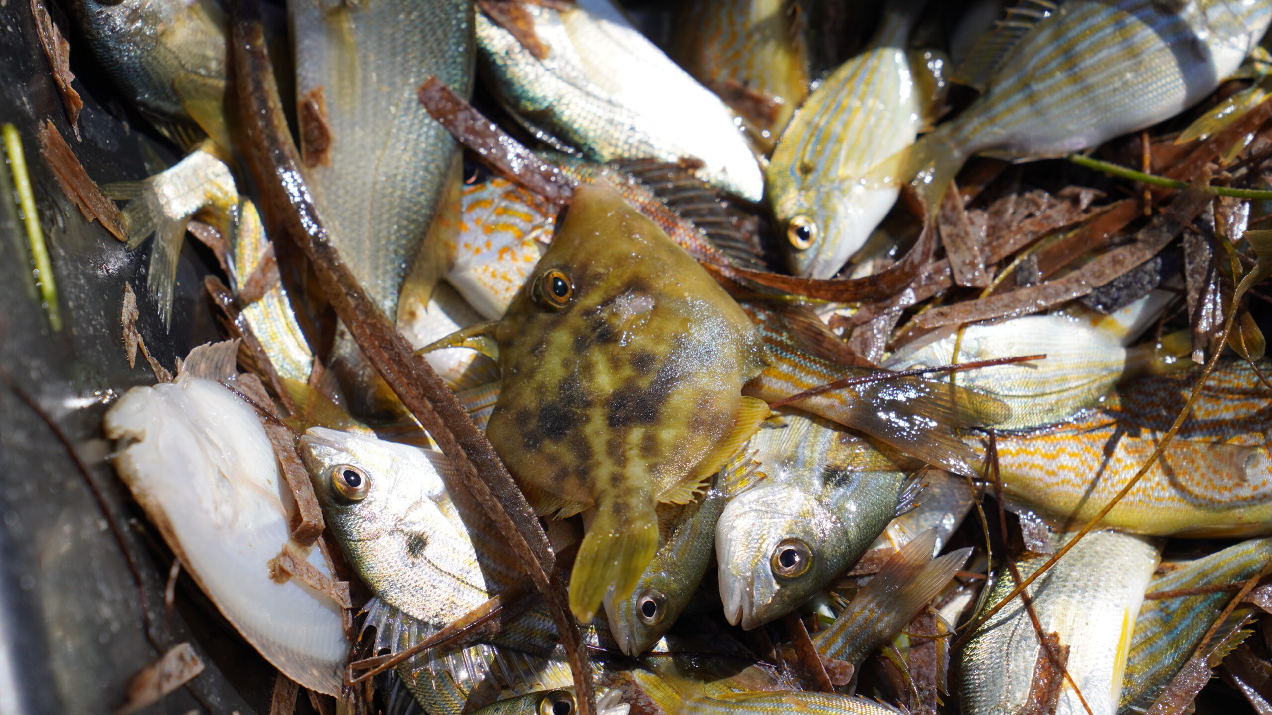 A pile of assorted fish species just caught in a trawl net