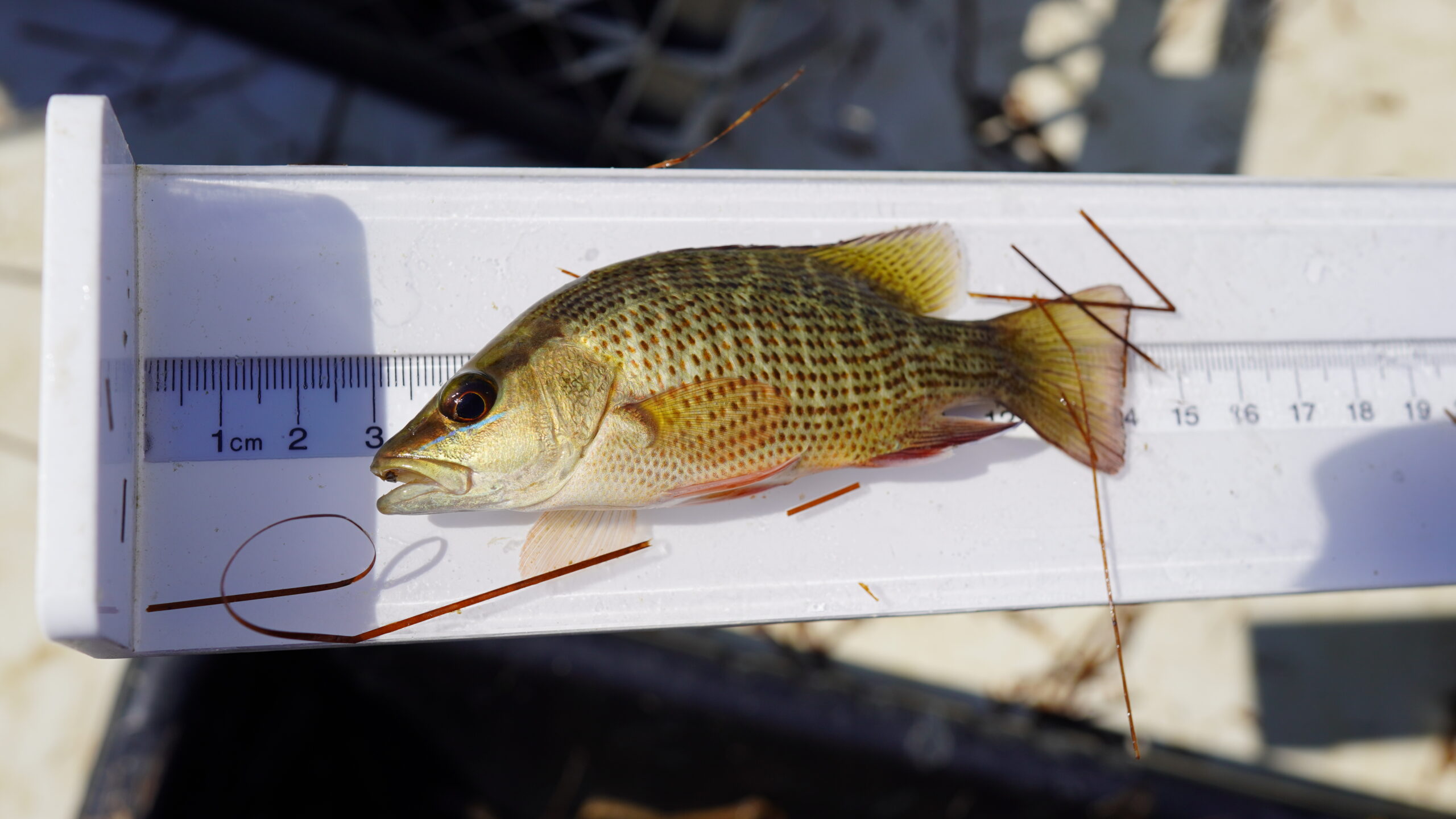 Mangrove snapper on a fish measuring board