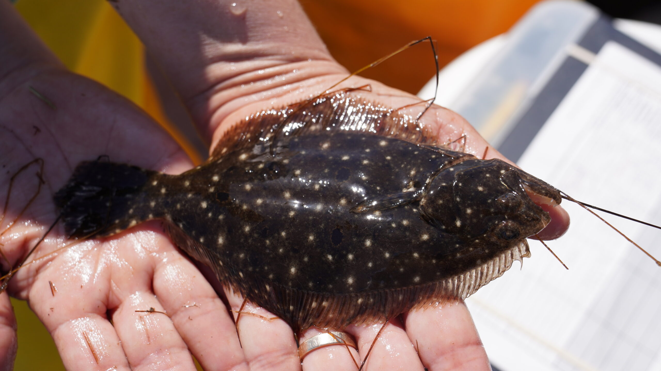 Gulf Flounder