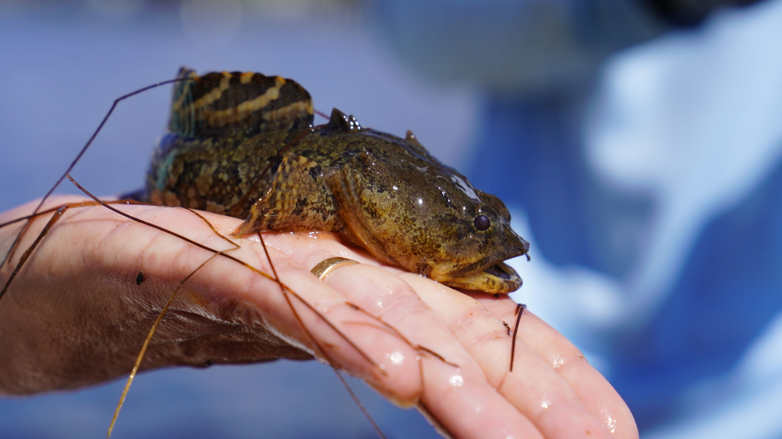 Toadfish
