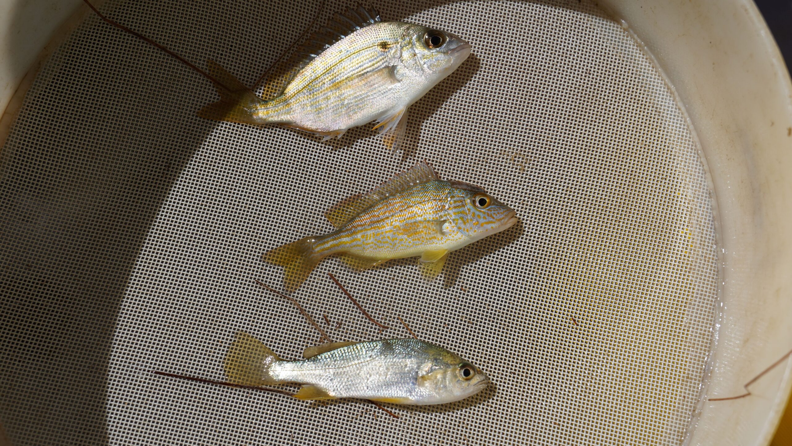 Photo of a Pinfish, Pigfish, and Silver Perch