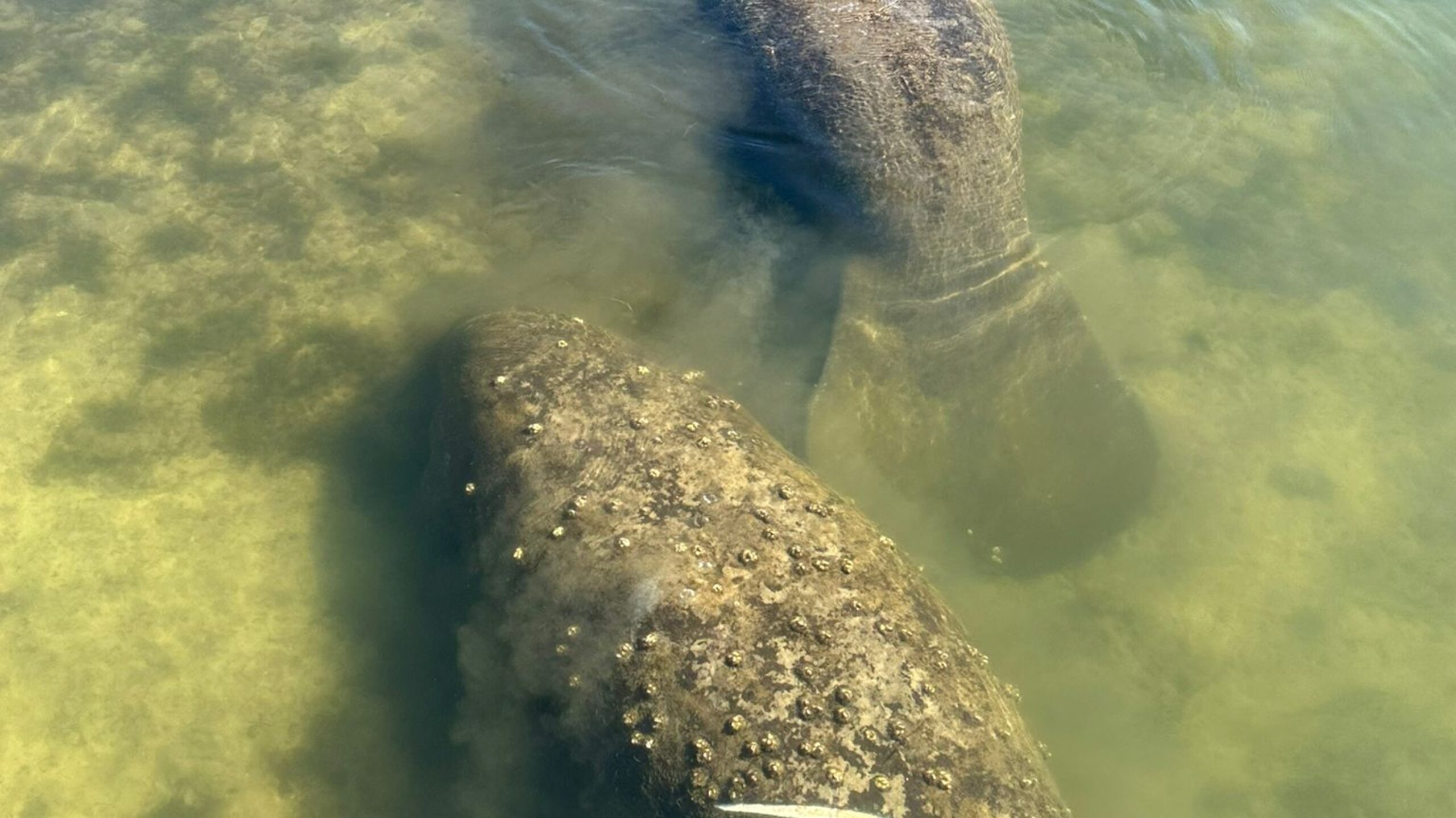 Two manatees swimming in the water, one manatee has a boat scar