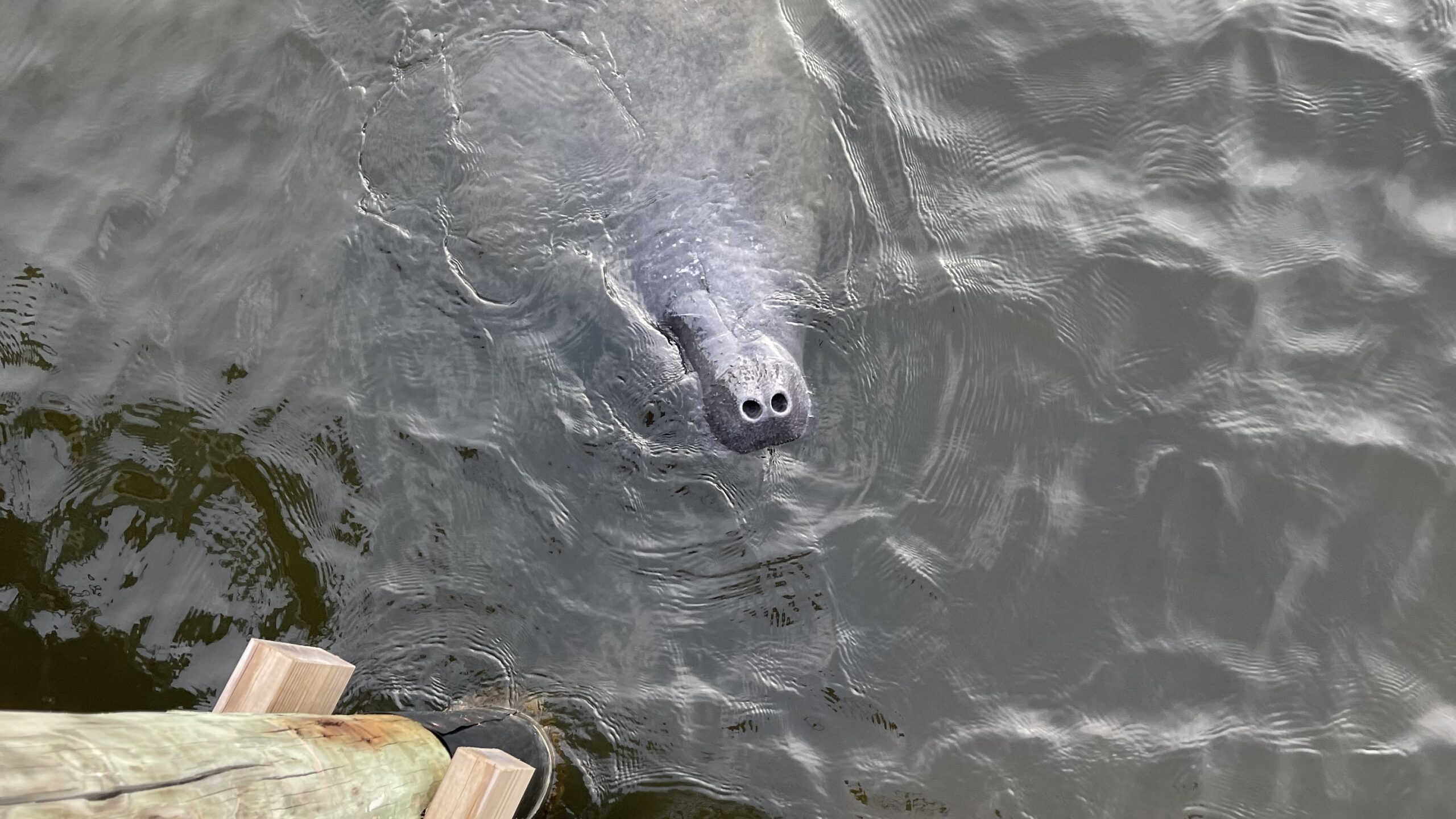 Manatee swimming in the water near the edge of a dock