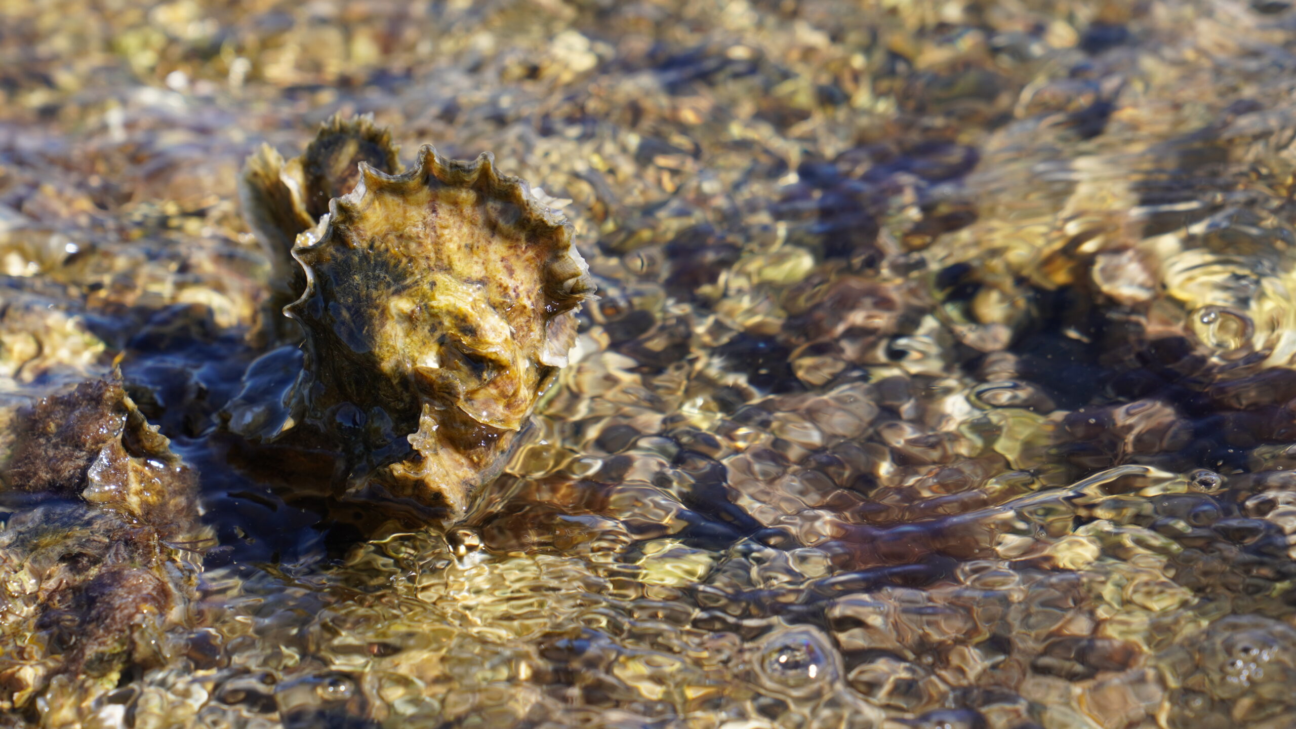 Close up of a live oyster sticking out of the water