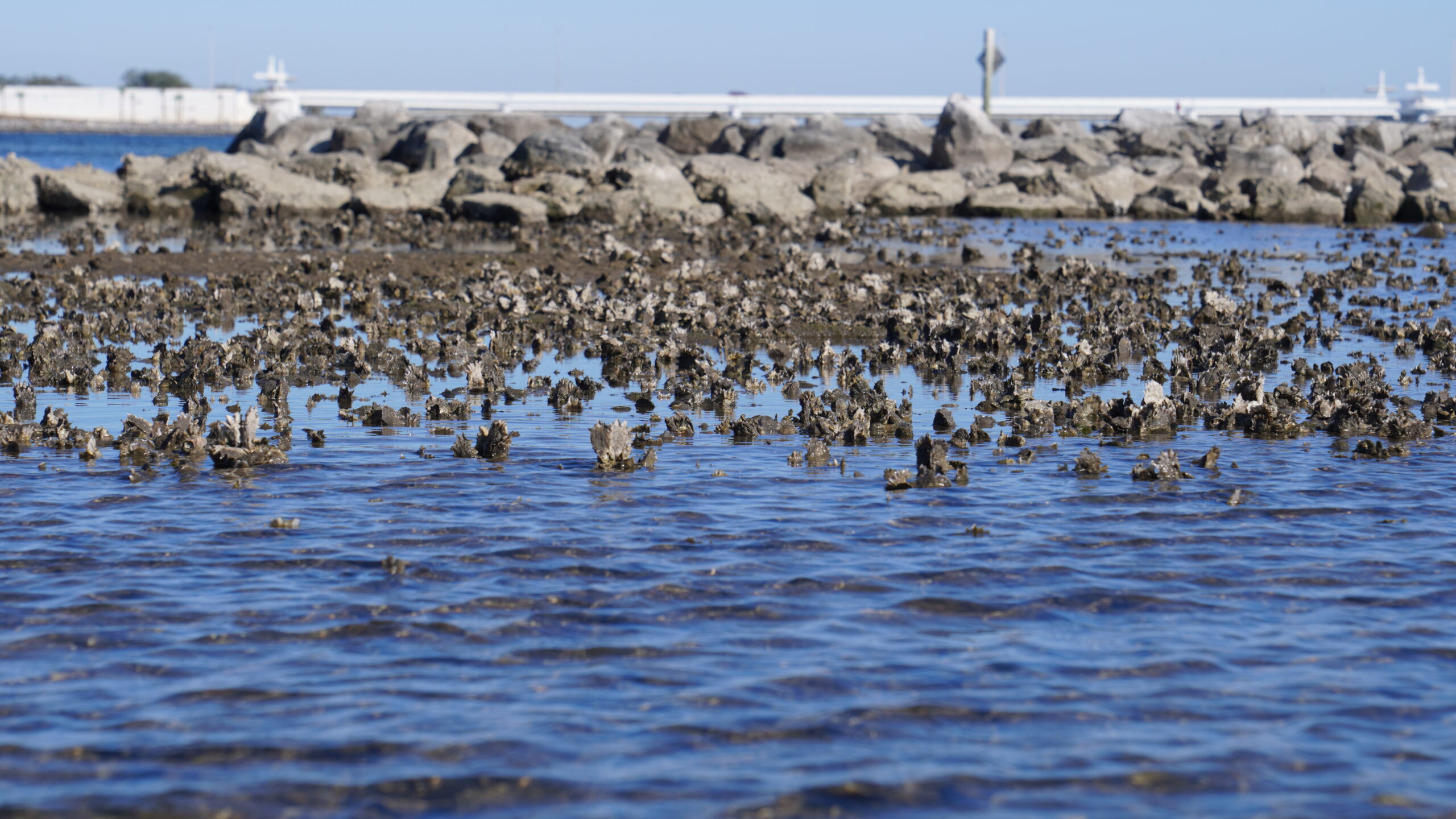 Intertidal oyster reef at Project GreenShores.