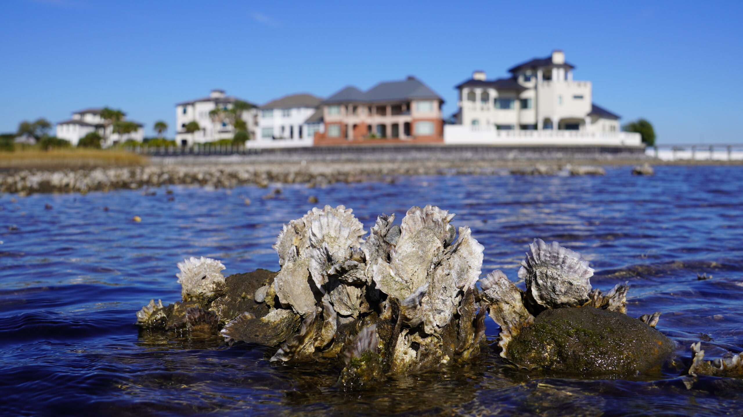 Close up of a cluster of oysters with a shoreline with houses in the background