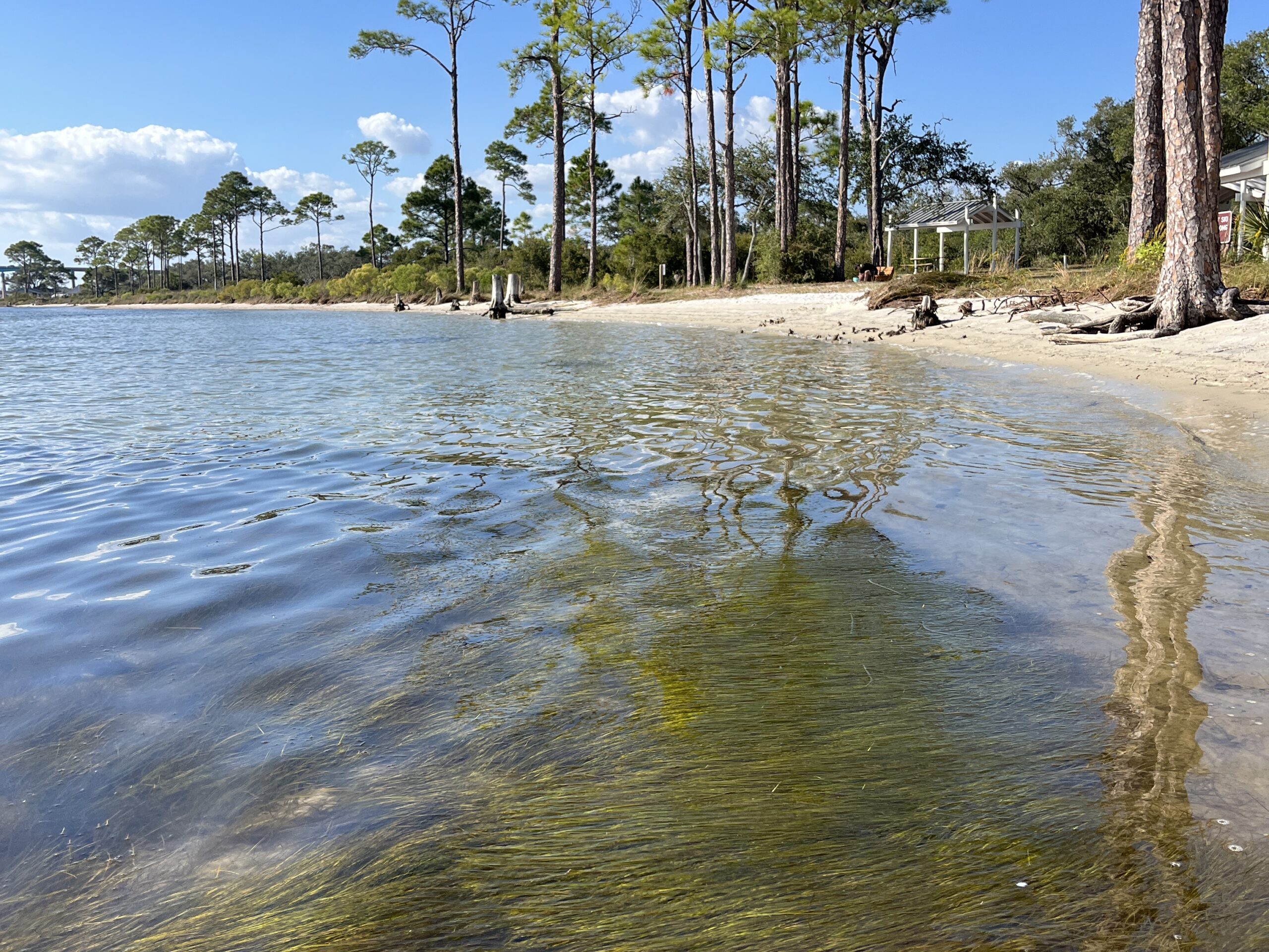 Seagrass visible underwater along coastal shoreline