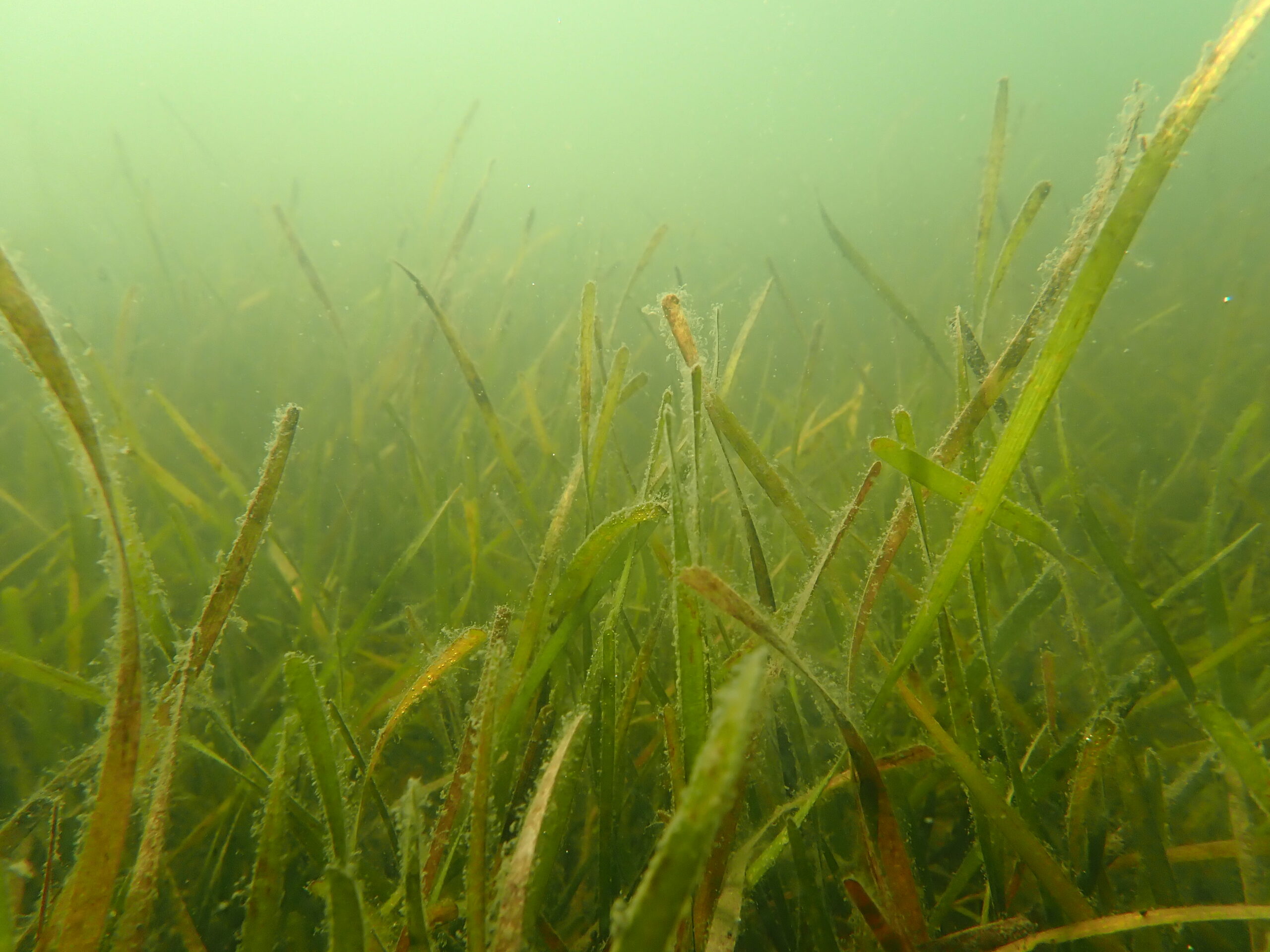 Underwater photo of seagrass