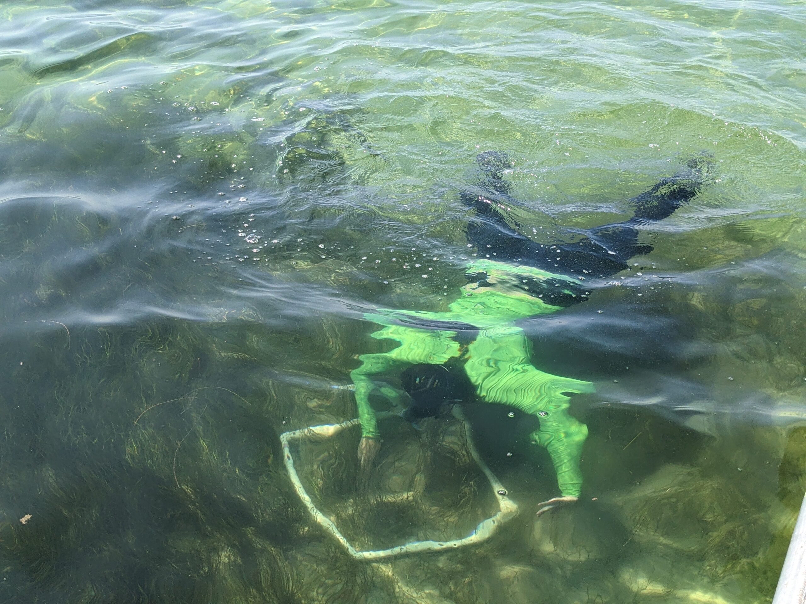 Researcher underwater with quadrat studying seagrass bed