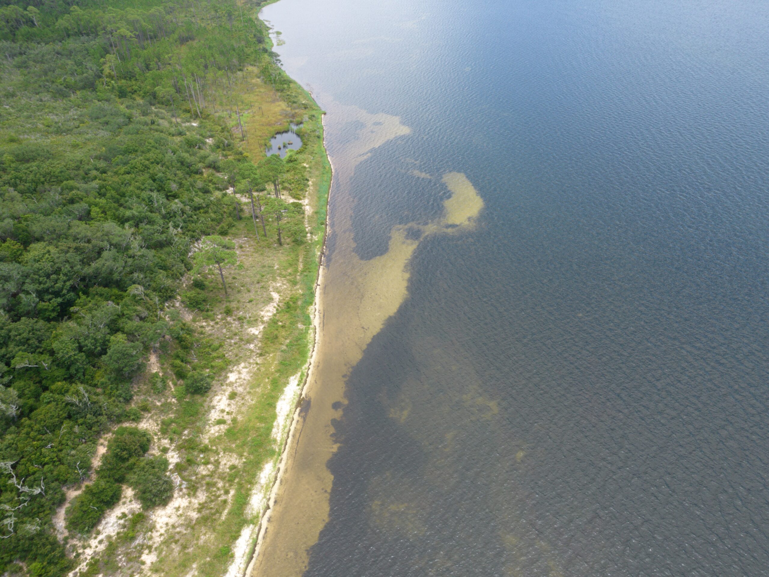 Aerial photo of seagrass beds along a natural shoreline